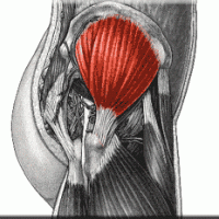 Anatomy picture of glute medius