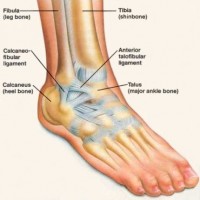 Ankle joint