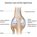 anatomy of the meniscus of the knee