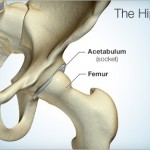 Anatomy of the Hip joint