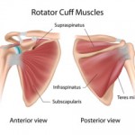 Rotator cuff