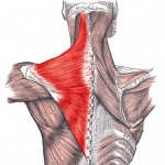 Trapezius