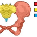 Pelvic bones